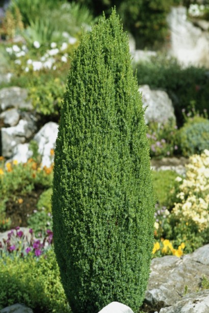 Ялівець звичайний Копресса